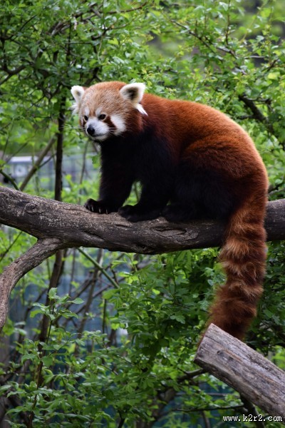 树干上的小熊猫图片