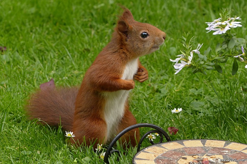 红褐色的小松鼠图片大全