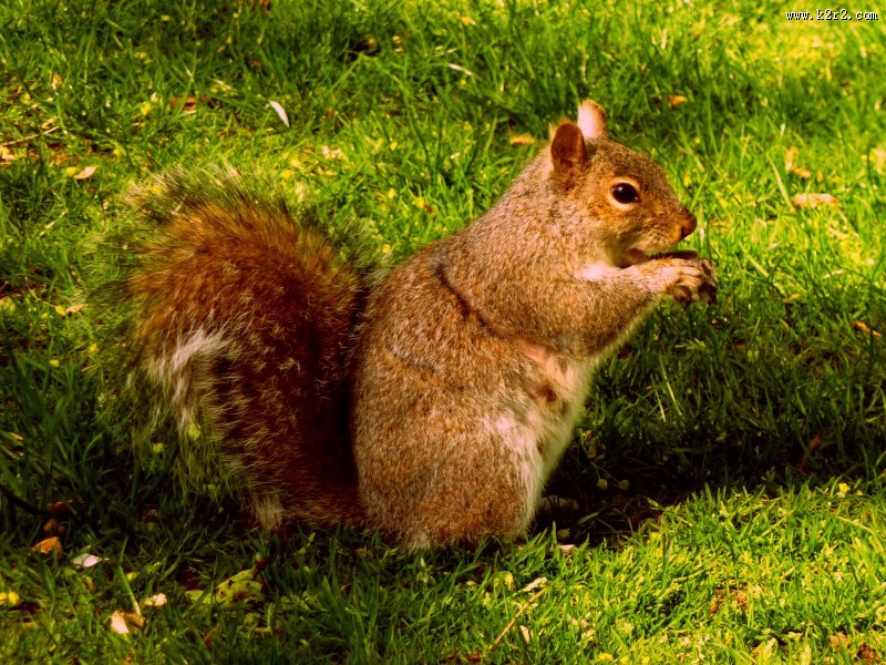 红褐色的小松鼠图片大全
