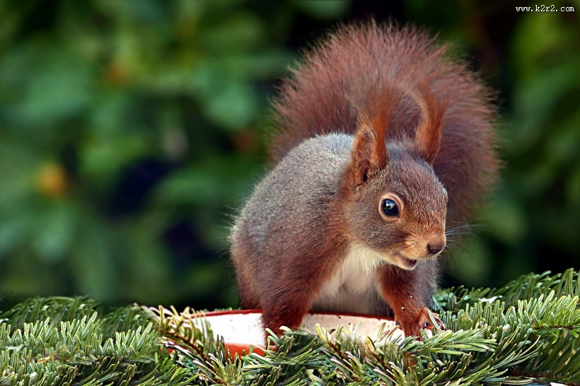 红褐色的小松鼠图片大全