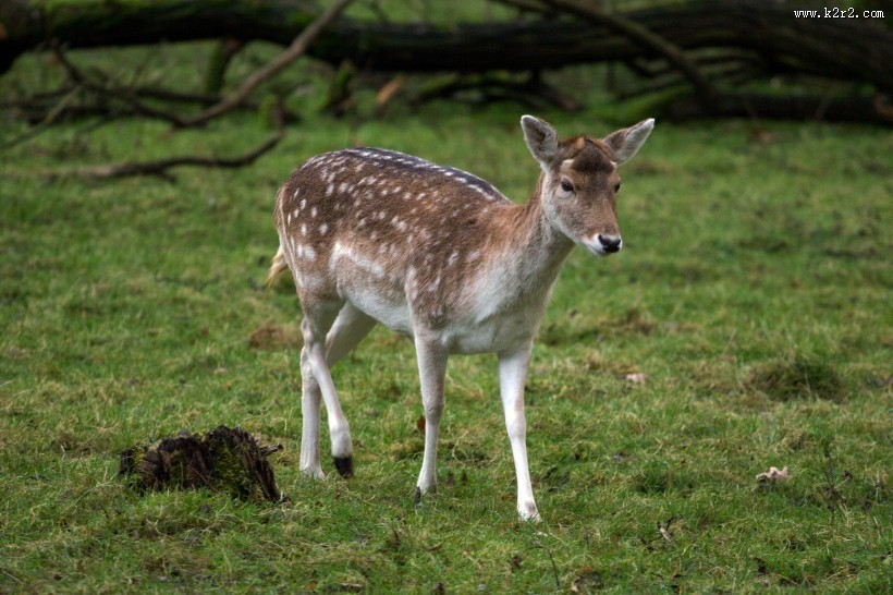 可爱的梅花鹿图片