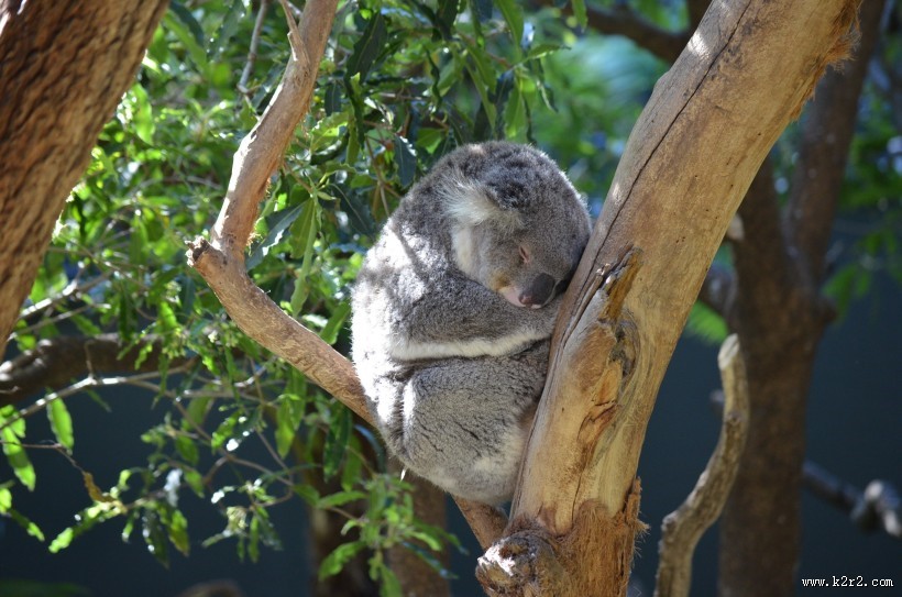 性格温顺的考拉图片大全
