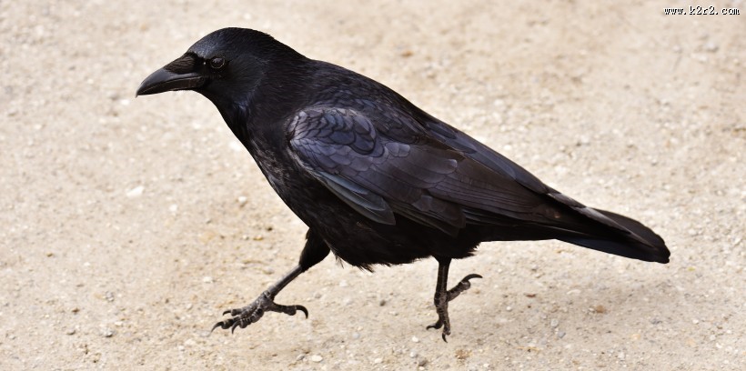 漆黑如墨的乌鸦图片