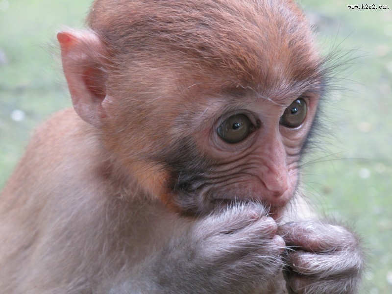 可爱呆萌的猴子图片
