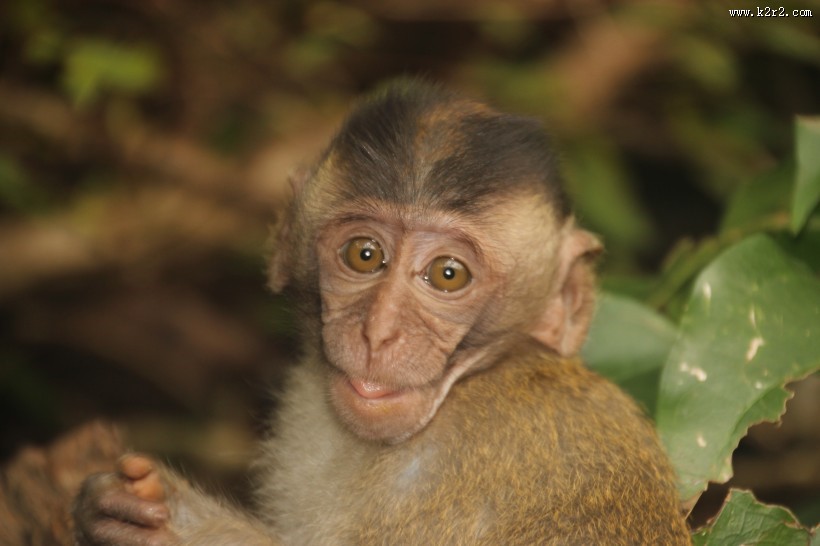 可爱呆萌的猴子图片