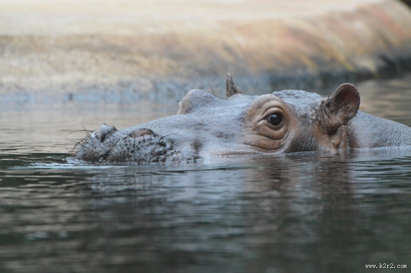 露出水面的河马头部图片