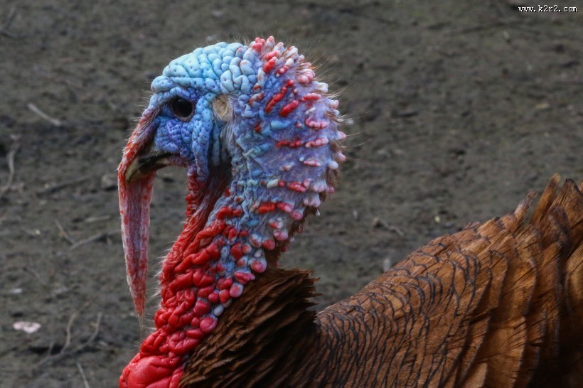 火鸡头部图片