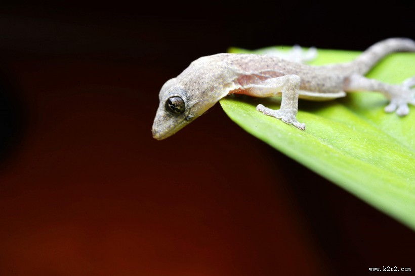 小壁虎图片大全
