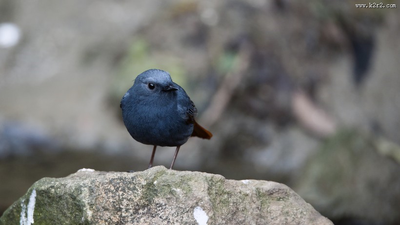 红尾水鸲图片大全