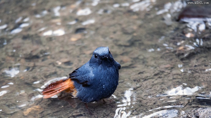 红尾水鸲图片大全
