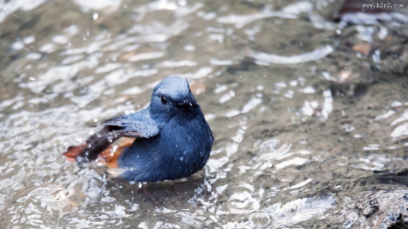 红尾水鸲图片大全
