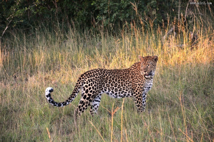 漂亮威武的金钱豹图片大全