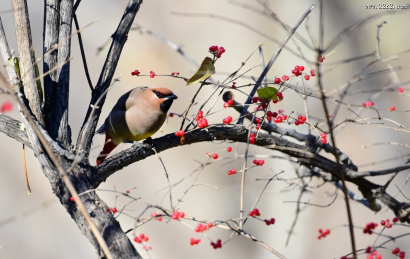 树上的太平鸟图片