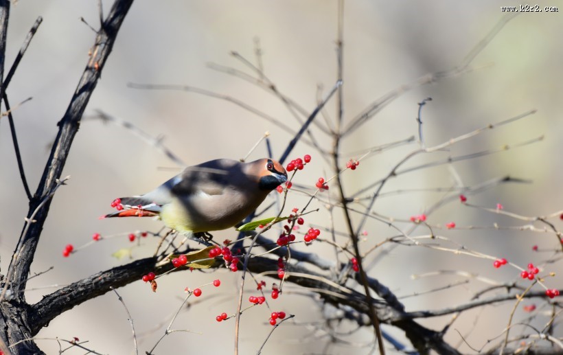 树上的太平鸟图片