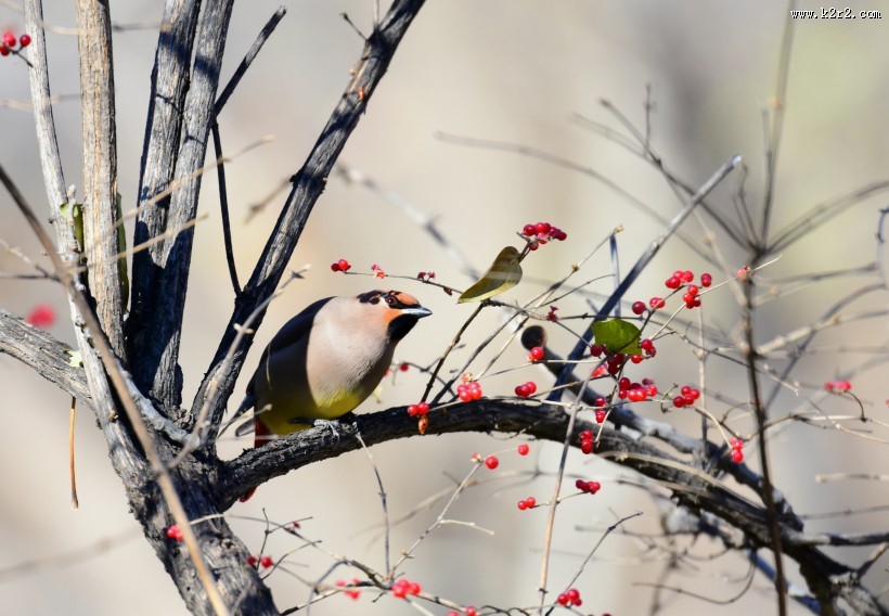 树上的太平鸟图片