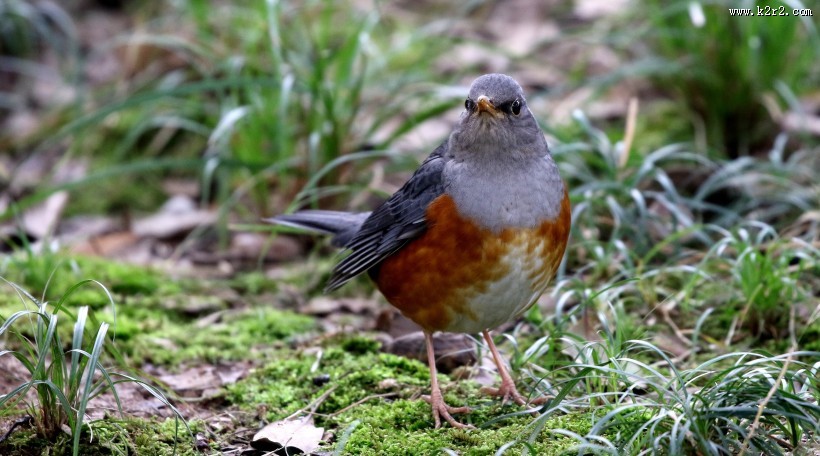 草地上的灰背鸫图片大全