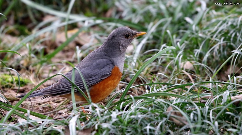 草地上的灰背鸫图片大全