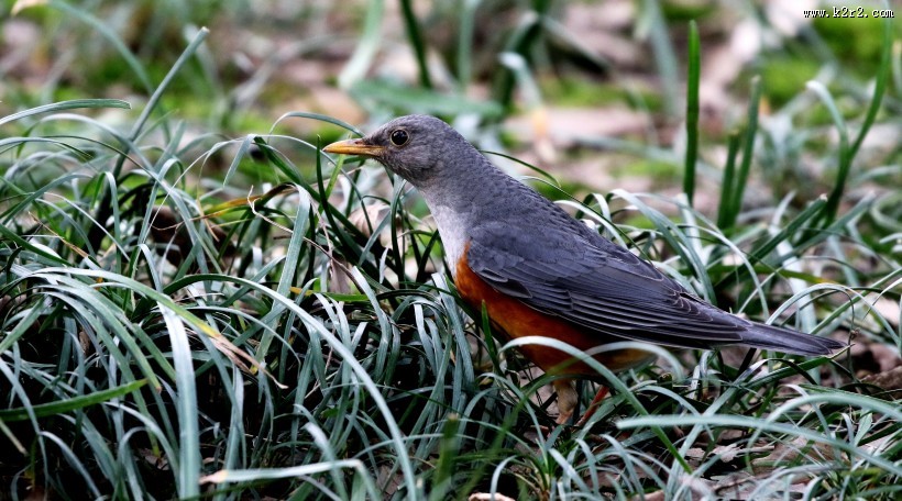 草地上的灰背鸫图片大全
