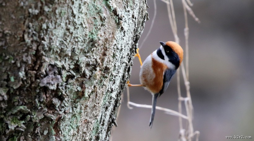 红头长尾山雀图片
