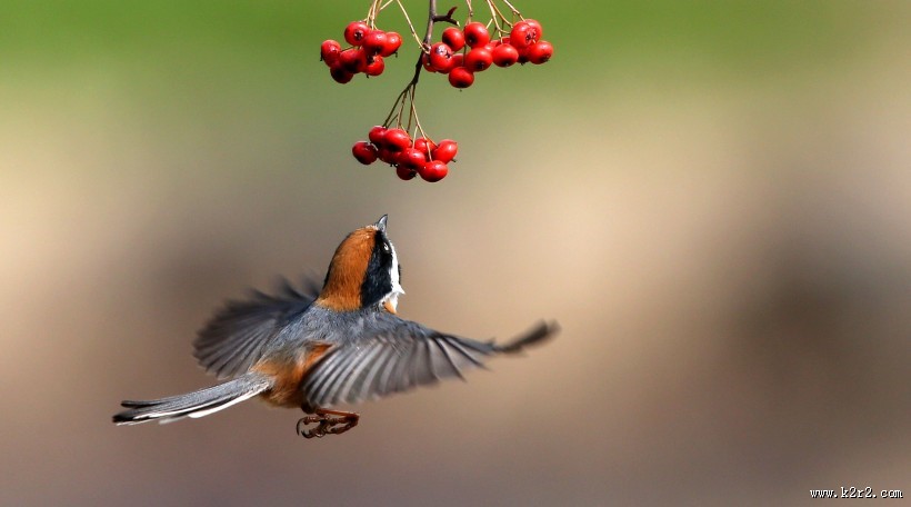 红头长尾山雀图片