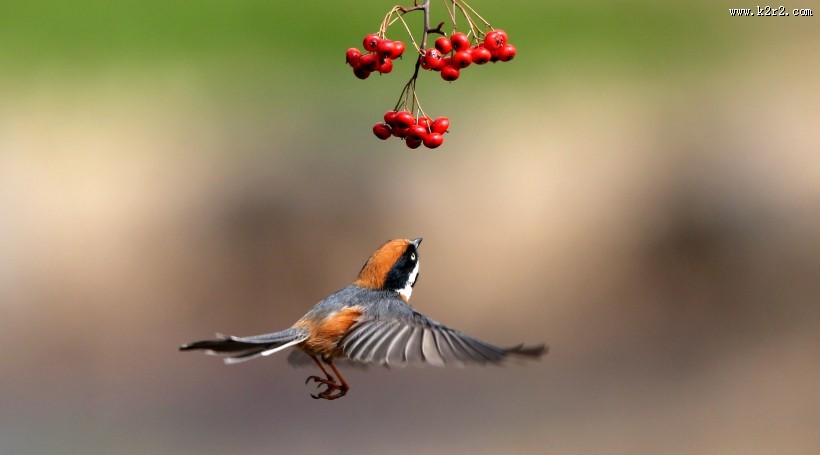 红头长尾山雀图片