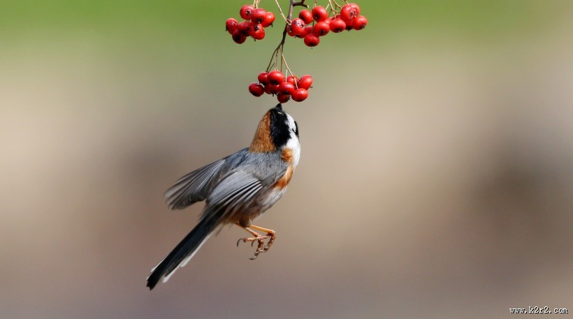 红头长尾山雀图片