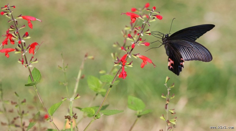 黑色的蝴蝶图片大全