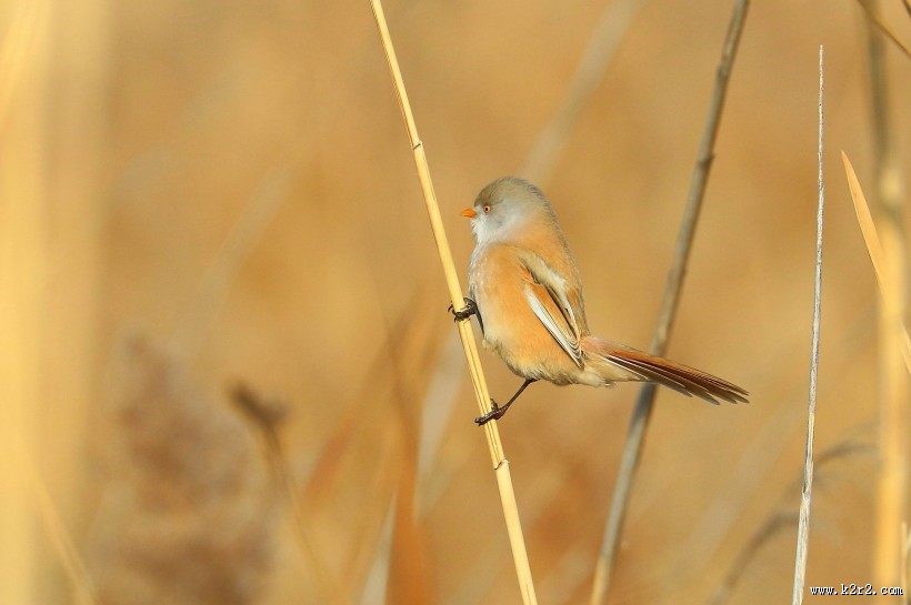 芦苇枝上的文须雀图片大全