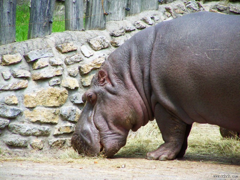 健壮的河马图片