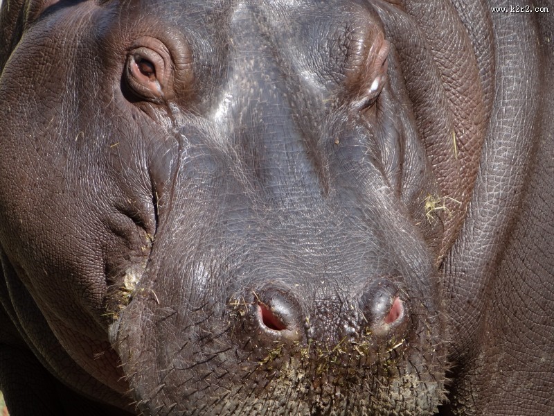 健壮的河马图片