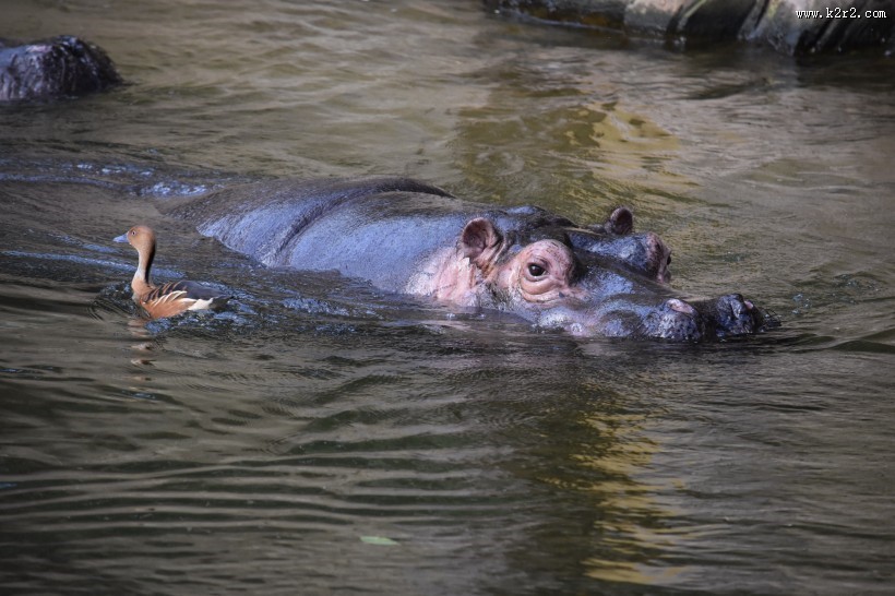 健壮的河马图片