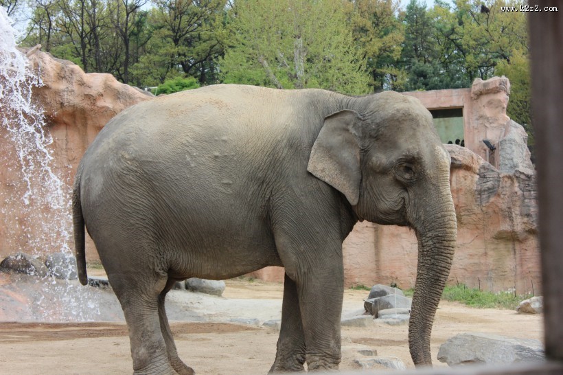 一头野生大象图片