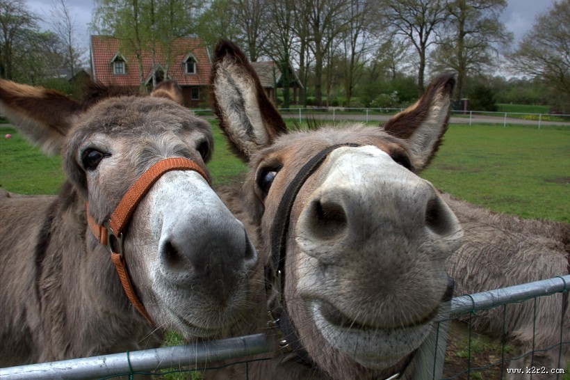 健壮呆萌的毛驴图片