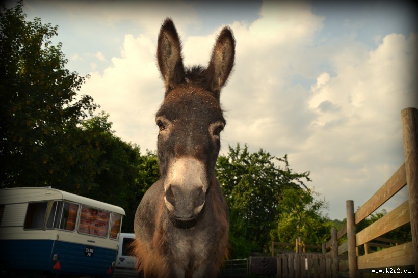 健壮呆萌的毛驴图片