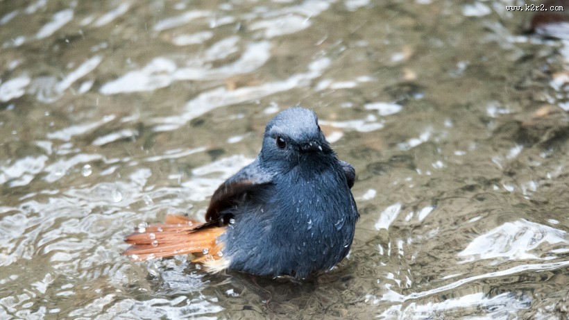 红尾水鸲图片