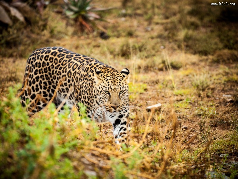 漂亮威武的金钱豹图片