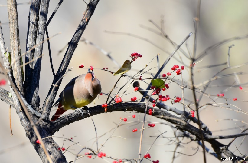 树上的太平鸟图片大全