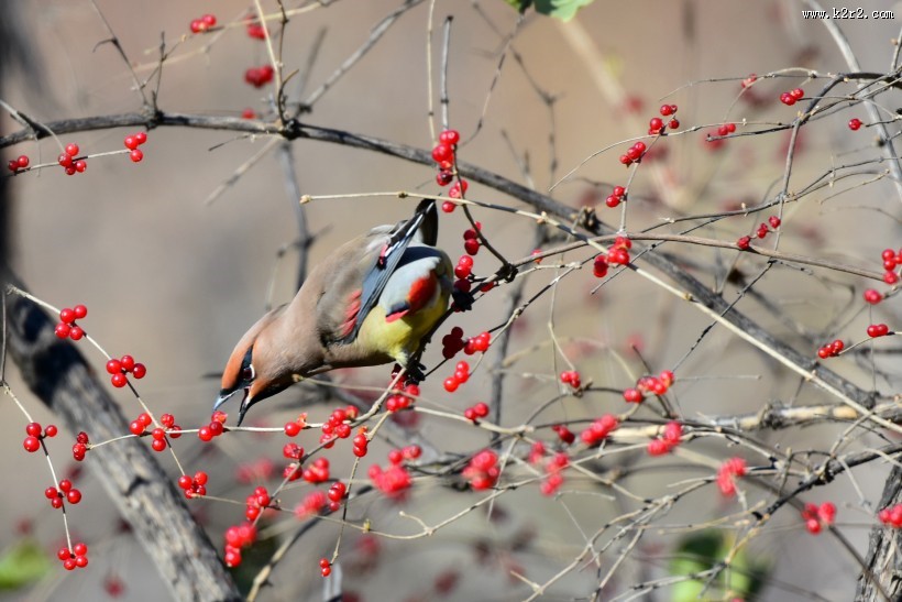 树上的太平鸟图片大全
