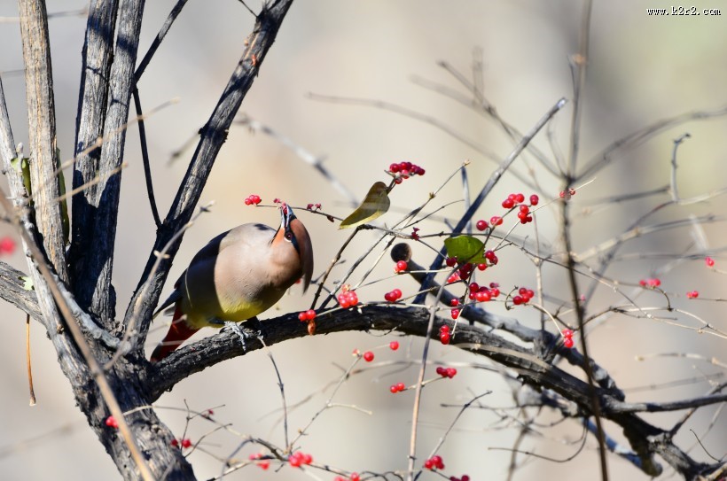 树上的太平鸟图片大全