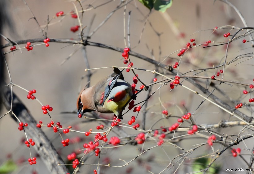 树上的太平鸟图片大全