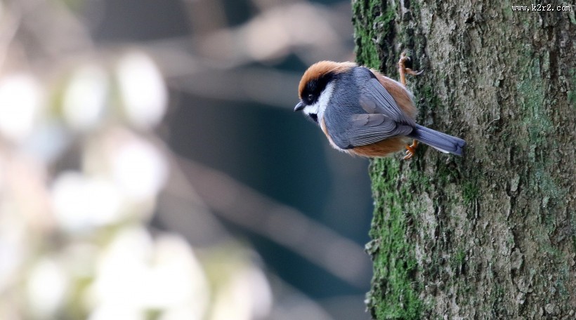 红头长尾山雀图片