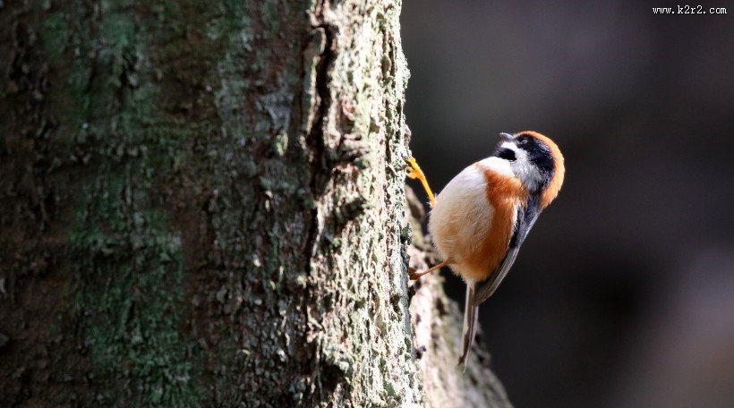 红头长尾山雀图片