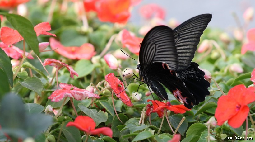 黑色的蝴蝶图片