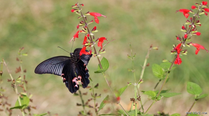 黑色的蝴蝶图片