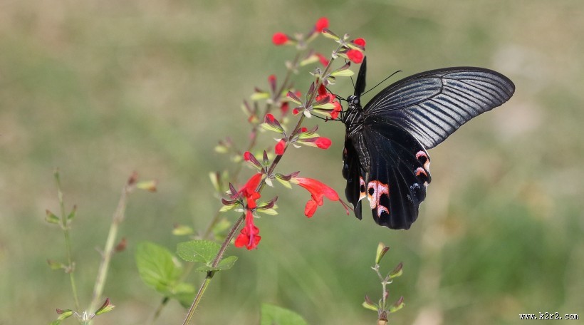 黑色的蝴蝶图片