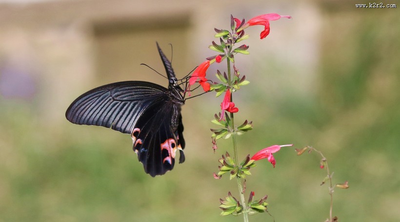 黑色的蝴蝶图片