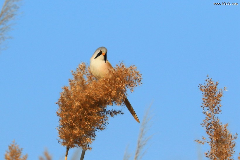 芦苇枝上的文须雀图片