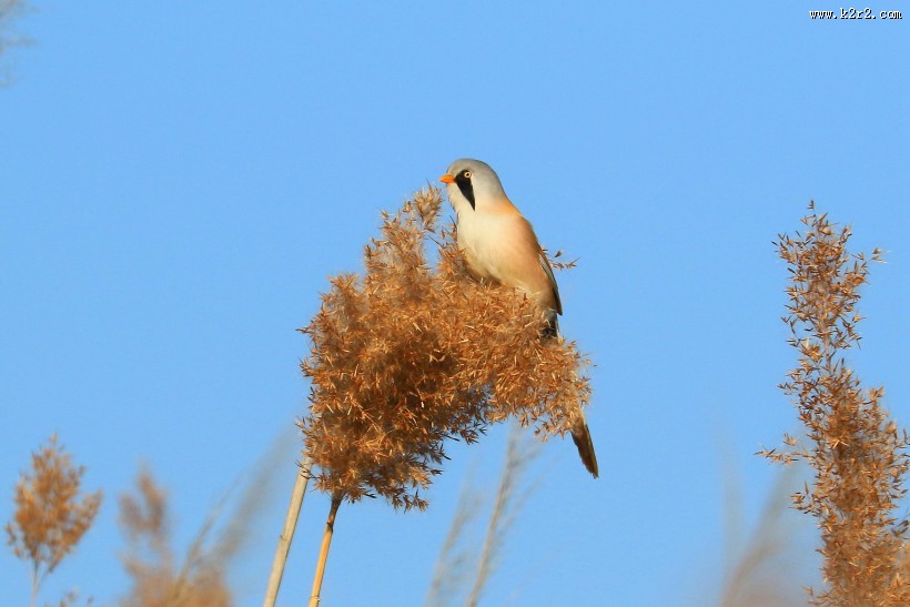 芦苇枝上的文须雀图片