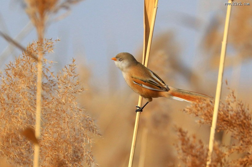 芦苇枝上的文须雀图片