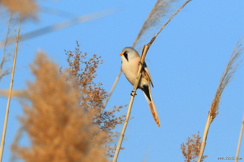 芦苇枝上的文须雀图片